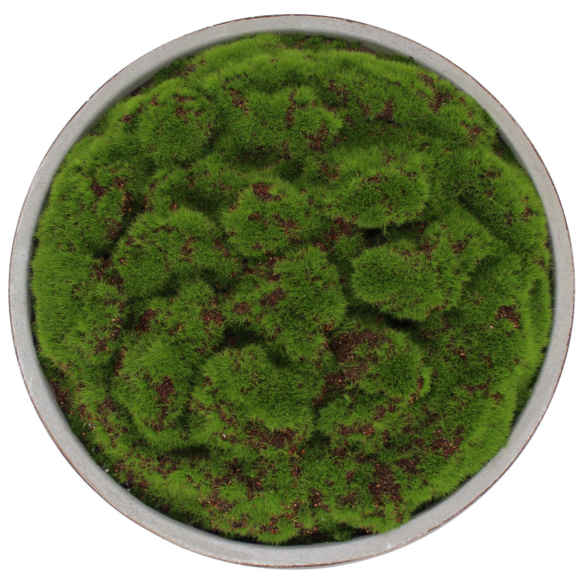 Hand Painted Cement Moss Bowl | 12 Inch | Artificial Moss Centerpiece | Decorative Coffee Table Bowl thumbnail